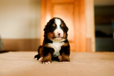 Les chiots de Bouvier Bernois