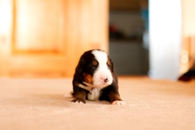 Les chiots de Bouvier Bernois