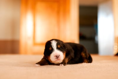 Les chiots de Bouvier Bernois