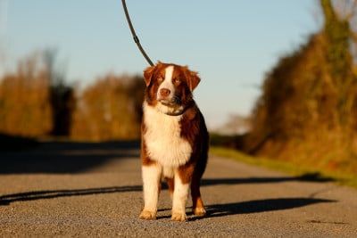 Les chiots de Berger Australien