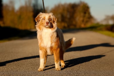 Les chiots de Berger Australien