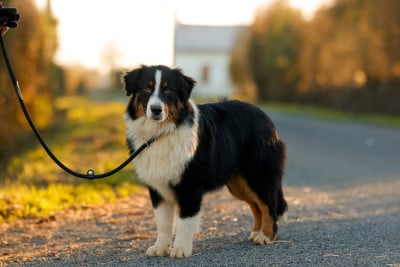 Les chiots de Berger Australien
