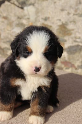 Les chiots de Bouvier Bernois