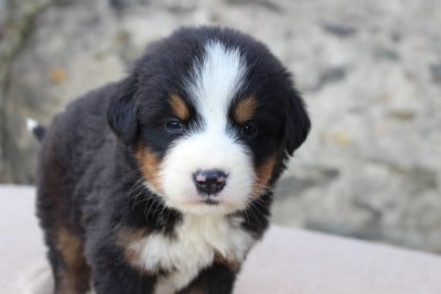 Les chiots de Bouvier Bernois