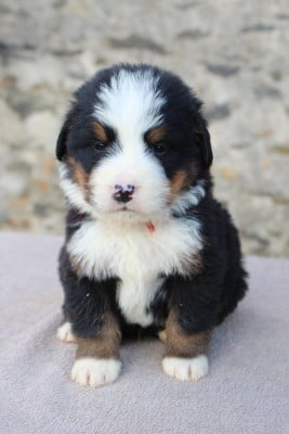 Les chiots de Bouvier Bernois