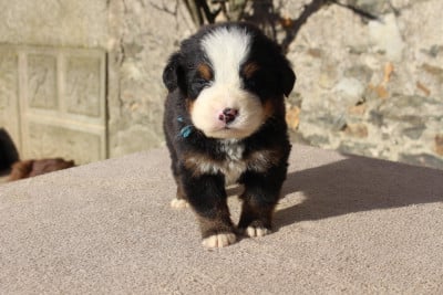 Les chiots de Bouvier Bernois