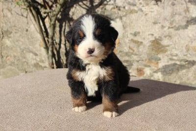 Les chiots de Bouvier Bernois