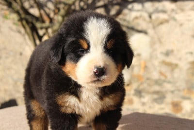 Les chiots de Bouvier Bernois