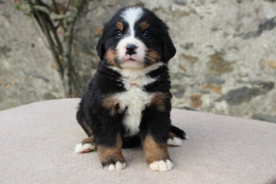 Les chiots de Bouvier Bernois