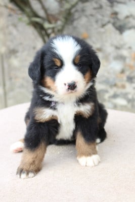 Les chiots de Bouvier Bernois