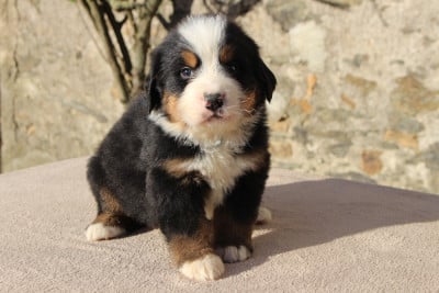 Les chiots de Bouvier Bernois