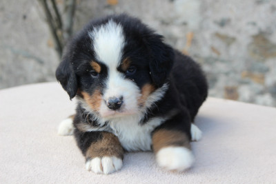 Les chiots de Bouvier Bernois