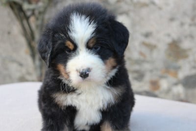 Les chiots de Bouvier Bernois
