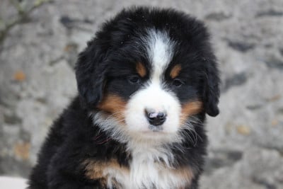 Les chiots de Bouvier Bernois