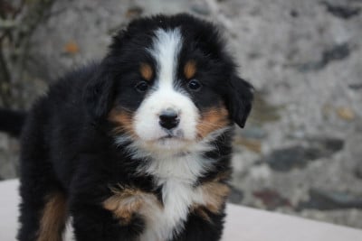 Les chiots de Bouvier Bernois
