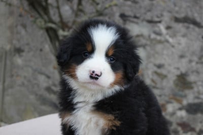 Les chiots de Bouvier Bernois