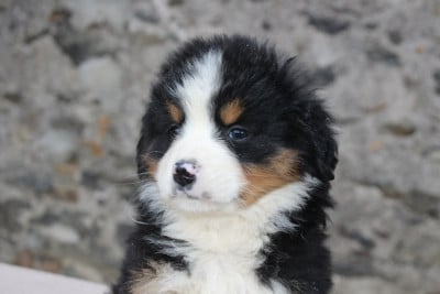 Les chiots de Bouvier Bernois