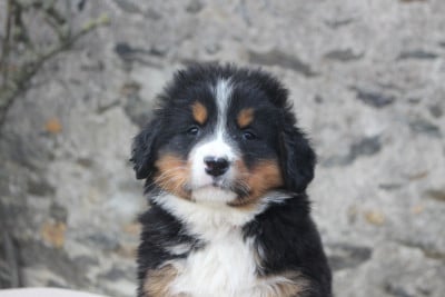 Les chiots de Bouvier Bernois