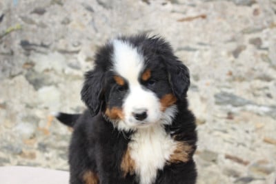 Les chiots de Bouvier Bernois