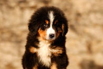 Les chiots de Bouvier Bernois