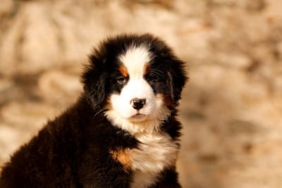 Les chiots de Bouvier Bernois