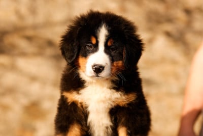 Les chiots de Bouvier Bernois