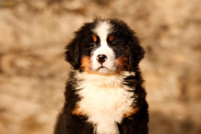 Les chiots de Bouvier Bernois