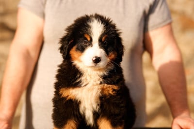 Les chiots de Bouvier Bernois