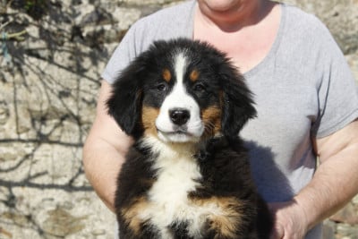 Les chiots de Bouvier Bernois