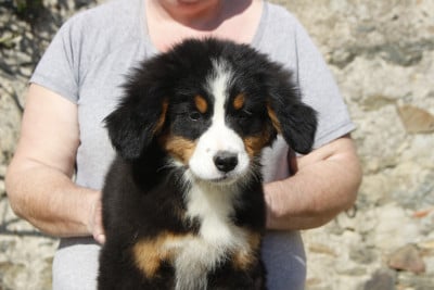 Les chiots de Bouvier Bernois