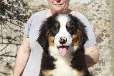Les chiots de Bouvier Bernois