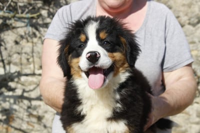 Les chiots de Bouvier Bernois