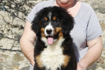 Les chiots de Bouvier Bernois