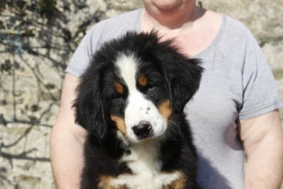 Les chiots de Bouvier Bernois