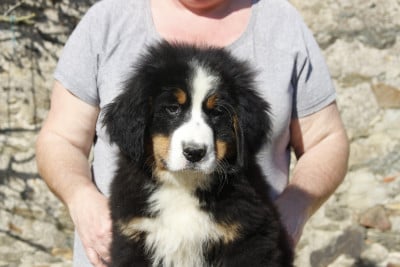 Les chiots de Bouvier Bernois