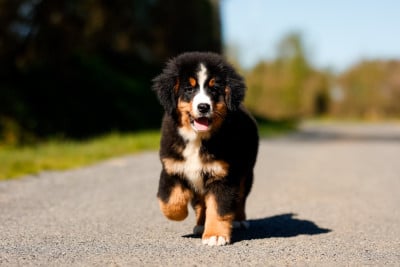 Les chiots de Bouvier Bernois