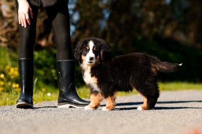 Les chiots de Bouvier Bernois