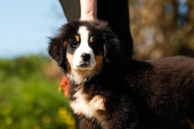 Les chiots de Bouvier Bernois
