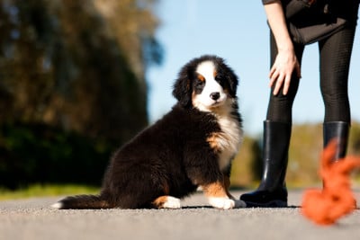 Les chiots de Bouvier Bernois