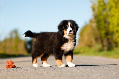 Les chiots de Bouvier Bernois