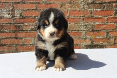 Les chiots de Bouvier Bernois