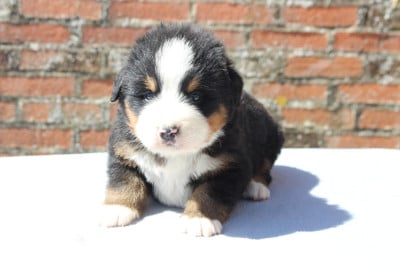 Les chiots de Bouvier Bernois