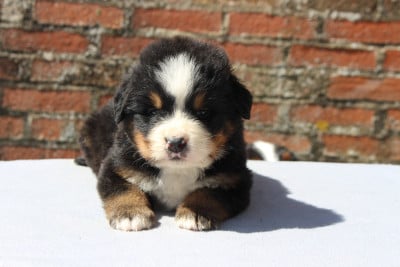 Les chiots de Bouvier Bernois