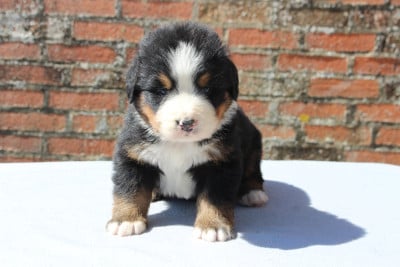 Les chiots de Bouvier Bernois