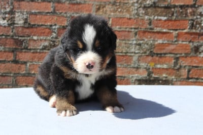 Les chiots de Bouvier Bernois