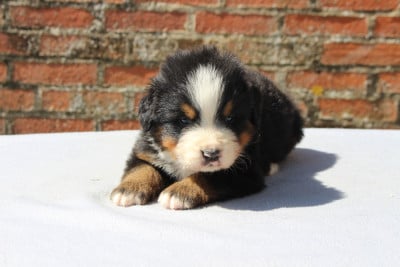 Les chiots de Bouvier Bernois