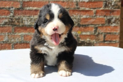 Les chiots de Bouvier Bernois