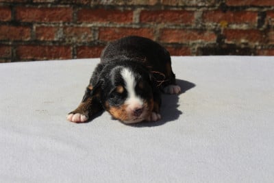 Les chiots de Bouvier Bernois