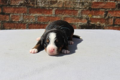 Les chiots de Bouvier Bernois