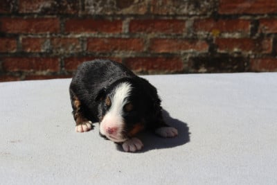 Les chiots de Bouvier Bernois